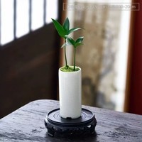 【精致巧手】迷你竹柏盆景小盆栽驱蚊草植物室内花卉办公室桌面 竹柏+白陶瓷盆+底座+苔藓【栽好 竹柏