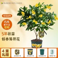 花点时间四季桂花树办公室花卉盆栽室内绿植客厅盆景植物中秋教师节送礼物 【花开富桂】爆花款-5年壮苗