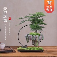 开时果 悬浮天空之城盆景 中式禅意植物桌面绿植造型盆栽源头直发包邮 天空之城：文竹+苔藓+假山石