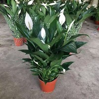 白掌一帆风顺盆栽水培土培办公室内客厅好养四季常青红掌绿植花卉 白掌+原盆