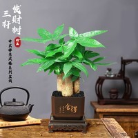 绿植盆栽桌面懒人好养植物多款可选古风盆系列 三杆发财树+舍得古风方盆