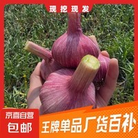 云南正宗紫皮大蒜现挖新鲜多瓣湿蒜鲜蒜糖蒜专用大蒜头 家庭款鲜蒜2斤中果