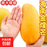 金煌芒新鲜进口水果广西当季热带大青皮芒果整箱批发送礼物品盒 5斤装【很划算】净重4.5斤 甄选特级果【单果250g+】