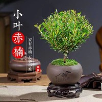 小叶赤楠老桩盆栽盆景迷你植物室内花卉办公室桌面小绿植好养四季 原盆原土小叶赤楠