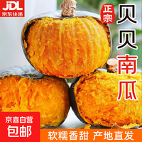正宗贝贝南瓜 软糯香甜 坏果包赔 一件包邮 【精选量贩】 5斤 装