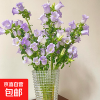 云南鲜花风铃花随机色送老师女友家人朋友节日礼物1 风铃花1扎（京东快递）