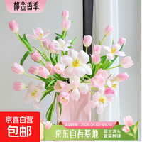 郁金香鲜花随机色云南源头直发 随机色郁金香20枝