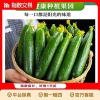 山东水果黄瓜生吃荷兰黄瓜水果黄瓜无刺现摘脆嫩当季蔬菜 带箱 5斤