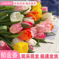 与花同行爆款郁金香鲜切花氛围感瓶插花云南基地直发室内家居办公室水培 【10枝】随机单色郁金香 生花苞发货 养护后开放变大