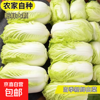 云南高原黄心娃娃菜大白菜新鲜蔬菜包心菜黄心白菜脆甜 新鲜娃娃菜1斤