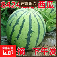 精品麒麟西瓜水果新鲜西瓜8424美都薄皮脆甜可口西瓜水果麒麟瓜5 5-6斤