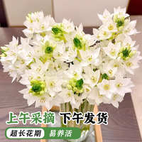 与花同行圣心百合雀梅云南斗南基地直发家用办公室客厅水养鲜切花送朋友 【5枝】雀梅+【5枝】绿毛球 长度30-55cm（下单联系客服领取养护）