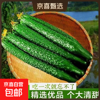 新鲜带刺黄瓜生吃清脆爽口生吃新鲜蔬菜减肥 现摘新鲜黄瓜 1斤 尝鲜装
