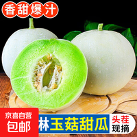 海南玉菇甜瓜冰淇淋现摘正宗新鲜水果整箱当季水果香瓜冰淇淋 【超值装】 5斤(净重4.7斤)