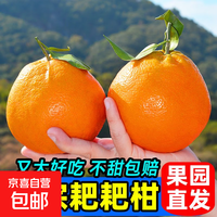 正宗春见耙耙柑  生鲜水果 应季柑橘礼盒 时令水果 源头直发 性价比-5斤带箱【单果140g+】 JDL-京东快递、更好更快