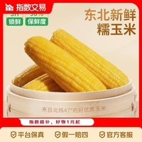 东北黄甜糯玉米棒8支真空包装低脂黄糯大棒甜东北黏苞米 头茬黄玉米8棒 220g/棒