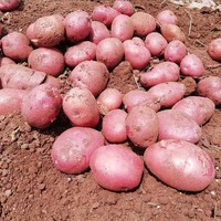 牛爱鲜 土豆云南新鲜土豆洋芋马铃薯应季蔬菜红皮黄心整箱蔬菜 红皮土豆带箱9斤净重8.5斤 源产地直发