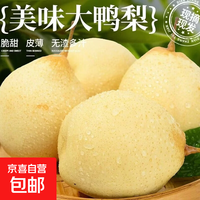 【京严选】河北水晶鸭梨脆甜多汁当季新梨果园直发