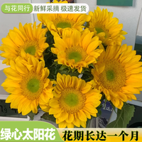与花同行迷你小太阳向日葵绿心向日葵ins小清新风鲜切花束教师节云南直发 【5枝】绿心向日葵小花苞 收到货是小花苞  养护后开放