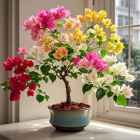 三角梅盆栽小苗爬藤花卉植物室内客厅阳台室外四季好养花卉绿植 三角梅小苗-1颗【含加仑盆】