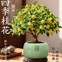 四季桂花盆栽老桩植物好养活树苗酒酿干花卉办公室内桌面绿植 桂花小苗一颗
