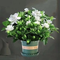 栀子花盆栽花卉植物室内阳台水培绿植浓香型树苗四季好养 90栀子花