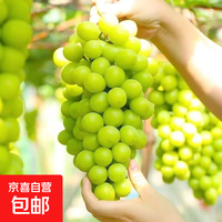 四川阳光玫瑰葡萄新鲜水果香印青提子晴王葡萄应季孕妇水果 带箱4斤（单果6克+）净重3-3.5斤