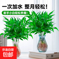 驱蚊竹柏水培植物室内好养活绿植客厅驱蚊神器水养花卉盆栽水竹子 强力驱蚊竹柏5颗+送营养液