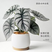 白犀牛海芋办公室桌面绿植网红花卉盆栽室内净化空气植物好养易活 白犀牛（大）+星空水泥白（大）（肥料1/白石1