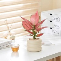 吉利红万年青盆栽办公室桌面绿植室内花卉懒人北欧简约摆件盆景 1株吉利红+罗马盆（小）（肥料1/水晶砂1）