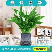 绿有意一帆风顺白掌盆栽室内绿植红掌花卉水培植物四季易活吸除甲醛好养 A级白掌（灰色繁星吸水盆）