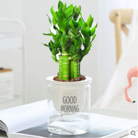 绿有意步步高观音竹富贵荷花竹水养土培盆栽室内桌摆植物吸甲醛水培植物 荷花竹5支【早安盆】 含盆