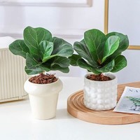 琴叶榕 办公室新客厅阳台网红ins风懒人桌面迷你绿植盆栽净化空气 琴叶榕（小）+星空水泥粉（小）（肥料1）