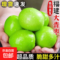 福建牛奶大青枣 现摘新鲜大枣 甜脆鲜枣子新鲜时令水果 带箱一斤【单果50g起】