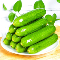 山东水果黄瓜 新鲜采摘农家自种无刺水果小黄瓜 整箱包邮 净重 3斤