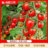 广西红色圣女果小番茄新鲜水果沙拉新鲜 超实惠5斤装（净重4.5斤）单果6g+