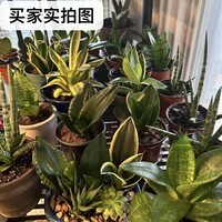 【荷花兰】盆栽办公室内客厅吸甲醛绿植花卉植物虎皮兰 荷花兰+玛奇朵（小）（肥料1/水晶砂1） 无规格