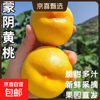 山东蒙阴黄桃蜜油桃脆甜桃子新鲜水果当季水果爆汁应季整箱批发 带箱5斤净重4.6斤（单果60g+）