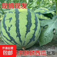 麒麟西瓜之乡郭庙西瓜美都8424新鲜麒麟瓜头茬无籽西瓜孕妇水果 6-8斤【新鲜现摘】
