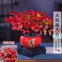 火焰南天竹盆栽冬季耐寒红叶绿植室内外四季好养客厅阳台植物盆景 火焰南天竹 1盆