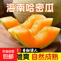 海南哈密瓜  脆甜多汁软糯香甜蜜西州密瓜 新鲜采摘应季生鲜水果 海南哈密瓜8-9斤（3-5个）
