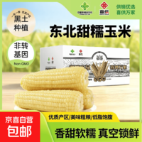 新鲜真空白糯玉米加热即食大棒东北五常甜糯玉米早餐超市直播间 真空甜糯玉米10根*250g 净重