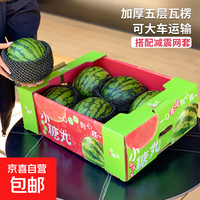 全美新鲜采摘2k小糖丸西瓜手撕薄皮脆甜西瓜礼盒整箱包邮 净果8-10斤装(4粒)