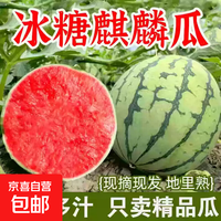 正宗麒麟西瓜当季新鲜水果头茬现摘薄皮有籽脆甜多汁整箱包邮 5-6斤