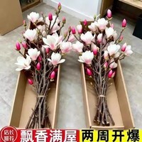 鲜切玉兰花室内插花桌面盆栽好养紫玉兰绿植水培植物带花苞鲜花卉 水培玉兰花10枝