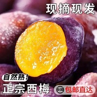 玖原农珍 新疆女神西梅法兰西当季新鲜水果现摘脆甜梅含箱 5斤净重4.5斤臻选装(单果20g+)