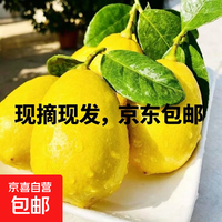 京东包邮直达果园现摘黄柠檬新鲜天然鲜果酸甜柔和不涩口奶茶店 广东香水黄柠6颗单果65g+
