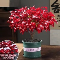 清洁YANG 火焰南天竹一盆+加仑盆 耐寒火焰南天竹盆栽