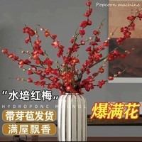 清洁X 水培干枝梅花40-50cm(20枝) 红色遇水开花(干枝)