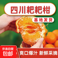 四川高山春见正宗鱼子酱耙耙柑9甜1酸 带箱3斤【单果75-80】